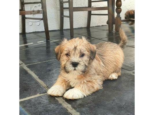 PoulaTo: Shih tzu διασταύρωση μικροσκοπικά κουτάβια schnauzer